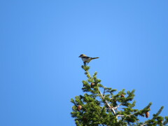 Lanius borealis