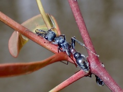 Myrmecia