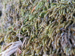 Scleropodium obtusifolium