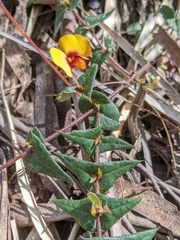 Platylobium triangulare