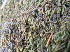 Scleropodium obtusifolium