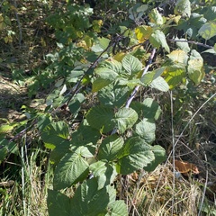Rubus occidentalis