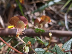 Platylobium triangulare