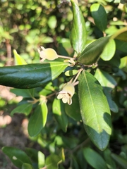 Rhodomyrtus tomentosa