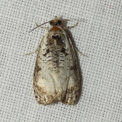 Olethreutes malana