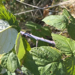 Rubus occidentalis