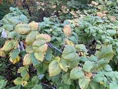Rubus occidentalis