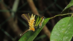 Graphium antiphates