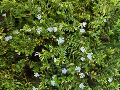 Lythraceae