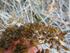 Conioselinum gmelinii