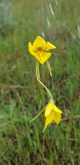 Diuris chryseopsis