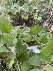 Rubus occidentalis