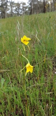 Diuris chryseopsis