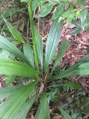 Calanthe