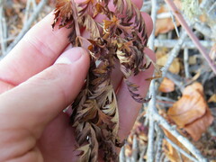 Conioselinum gmelinii