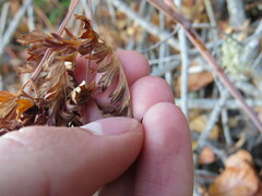 Conioselinum gmelinii