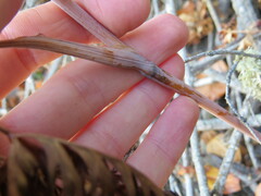 Conioselinum gmelinii