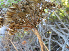 Conioselinum gmelinii