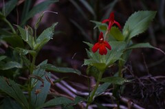 Erythranthe verbenacea