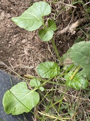 Barbarea vulgaris