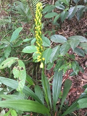 Calanthe