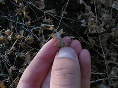 Nemophila parviflora