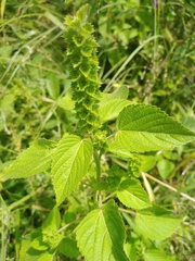 Acalypha salvadorensis