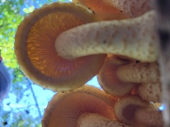 Pholiota aurivella