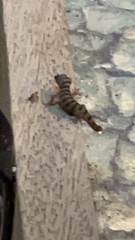 Sphaerodactylus elegans