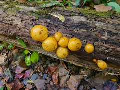 Pholiota aurivella