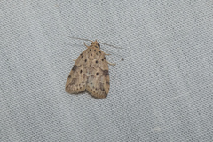 Giaura multipunctata