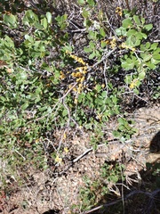 Cerococcus quercus