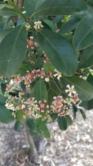 Euonymus cochinchinensis