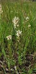 Stackhousia monogyna