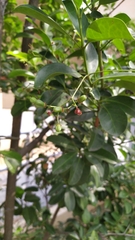 Euonymus cochinchinensis