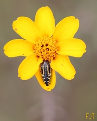 Acmaeodera scalaris