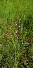Arthropodium minus