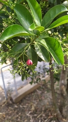 Euonymus cochinchinensis