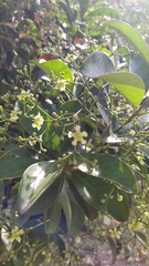 Euonymus cochinchinensis