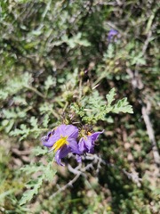 Solanum citrullifolium