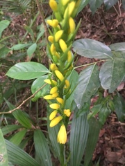 Calanthe