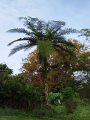 Cyatheales
