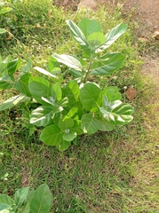 Calotropis gigantea