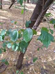 Rhamnus cathartica