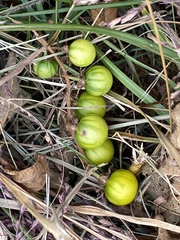 Solanum carolinense