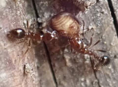 Solenopsis saevissima