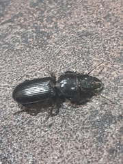 Scarites subterraneus