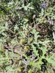 Solanum citrullifolium