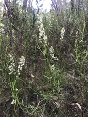 Stackhousia monogyna