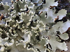 Parmotrema clavuliferum